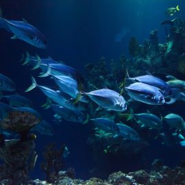 Does Night Vision Work Underwater?