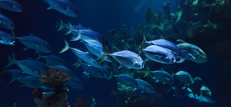 Does Night Vision Work Underwater? Does Night Vision Work Underwater?